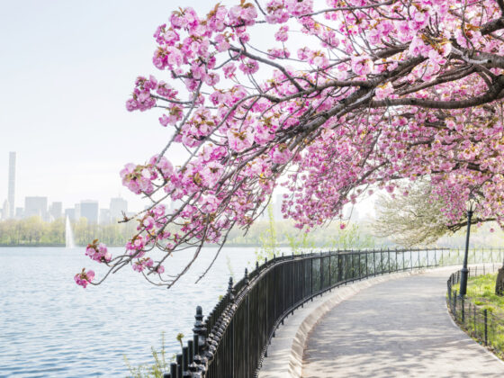 NYC Cherry Blossom Tree Blooms by Central Park Reservoir ny mom