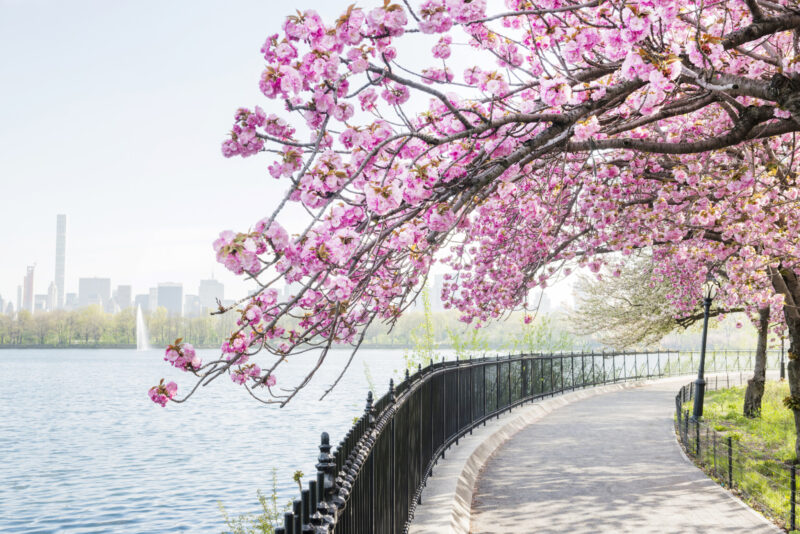 NYC Cherry Blossom Tree Blooms by Central Park Reservoir ny mom